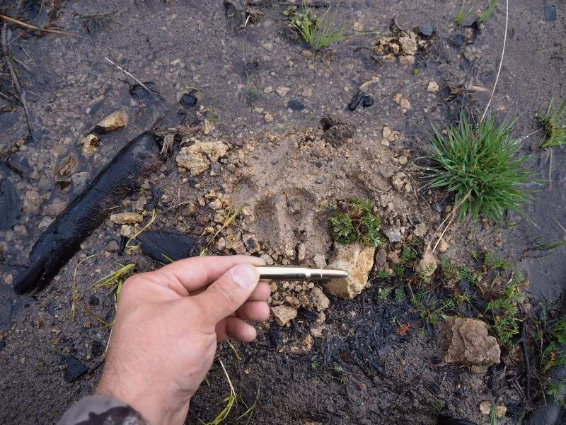 .308 win 180 grain soft point Sellier Bellot fişek