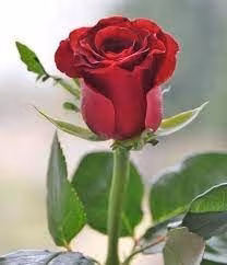 SMITH WESSON 5906 (BEYAZ HOROZ BEYAZ TETİK)